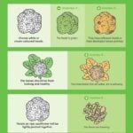 How to choose cauliflower