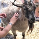 Goat being petted at Woodstock Farm Sanctuary.