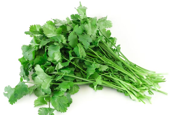 Fresh cilantro