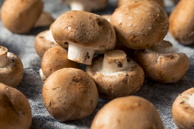 A Guide to 9 Common & Offbeat Culinary Mushroom Varieties