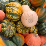 winter squash varieties