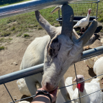 goats at safe haven farm sanctuary