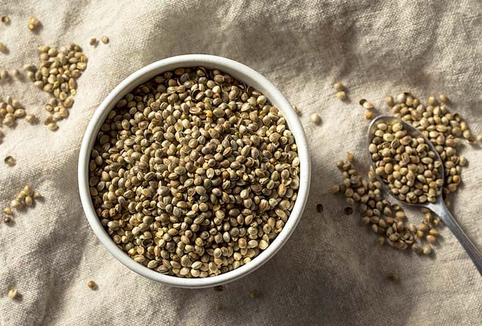 Hemp Seeds Are Ridiculously Healthy: Start Cooking with Them