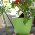 cherry tomatoes grown in container