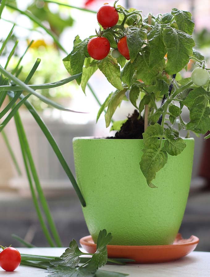 How to Grow Cherry Tomatoes Indoors - The Vegan Atlas