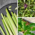5 Asian herbs to grow