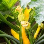 Yellow squash plant growing in garden