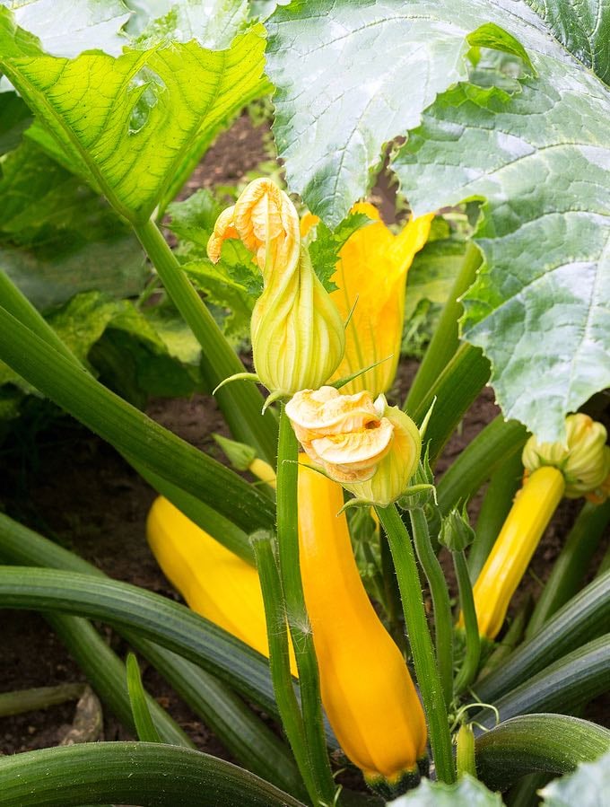 Squash Plant Growing Abundantly 