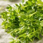 Fresh oregano