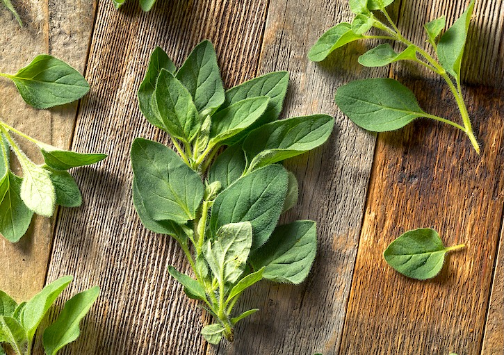 Fresh Oregano Leaves
