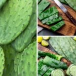 How to use Nopales