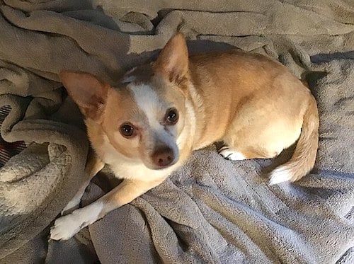 Dog on blanket