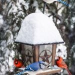 Bird feeder in winter