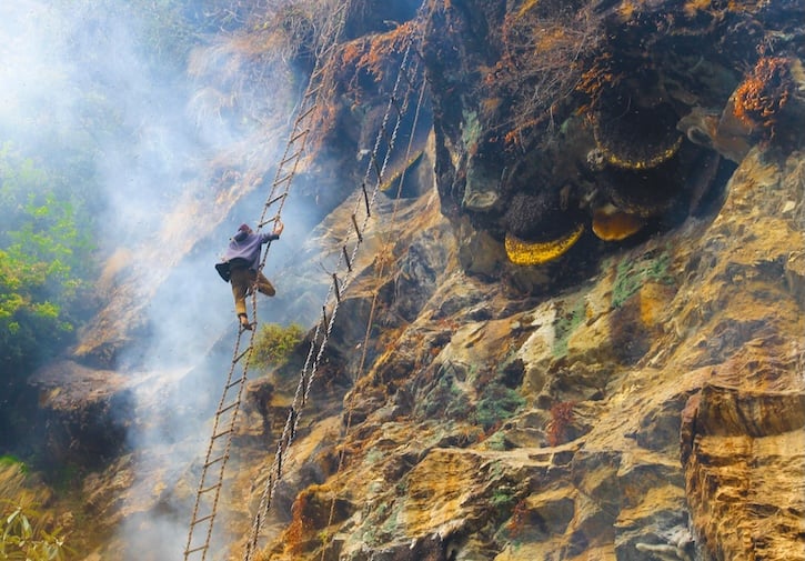 Mad honey harvest from cliffs